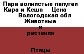 Пара волнистые папугаи Кира и Кеша  › Цена ­ 2 300 - Вологодская обл. Животные и растения » Птицы   . Вологодская обл.